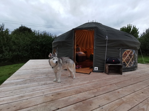 Ash Yurt with namesake 'Ash the Husky'