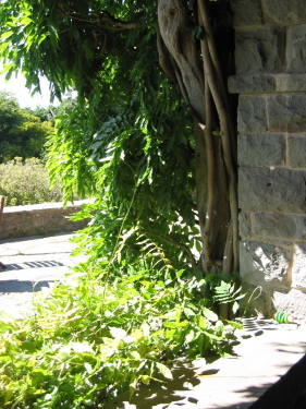 wisteria growing around our Loggia or porch area