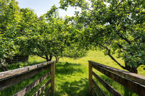 Crossing the stream to the orchard
