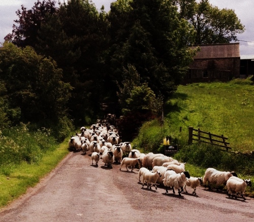 Traffic on Kellah Farm lane