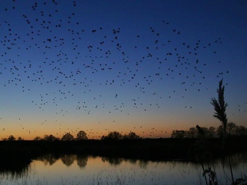 Starlings in flight over Ham wall reserve