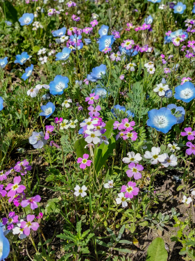 Fleurs du jardin "Les carrés biodiversité"