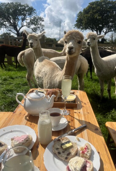 Book afternoon tea with the alpacas