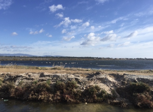 Les salins avec ses flamants roses