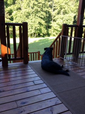 Bode surveying the property from main deck