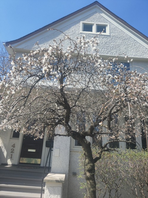 When the Apple Trees Bloon