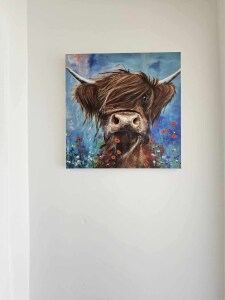 Highland cattle picture