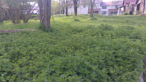 stinging nettle: This plant does what its name says. Medicinal after processing.