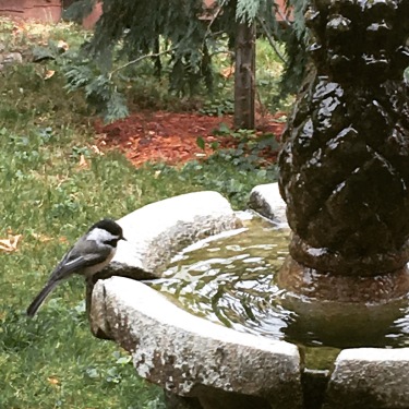 Chickadee on the fountain.