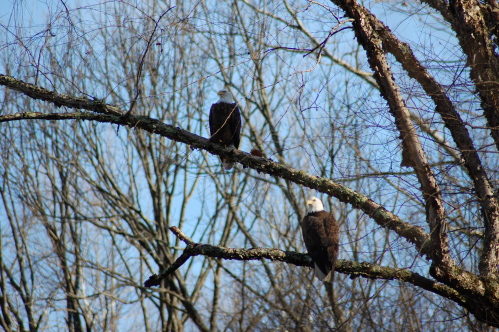 Bald Eagles photographed on the property, Dec, 2021