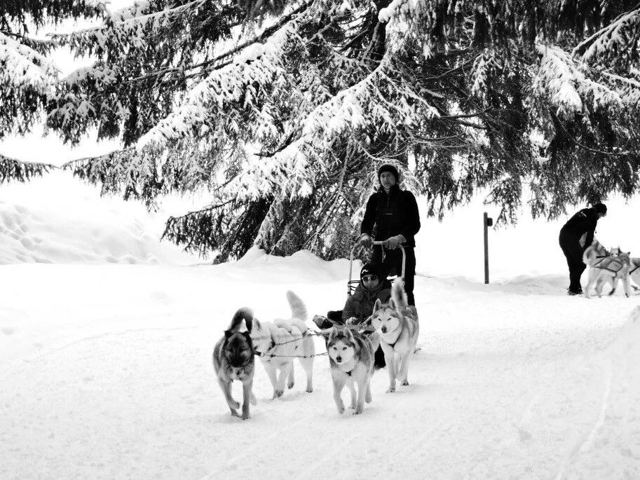 Ballade en chiens de traîneau