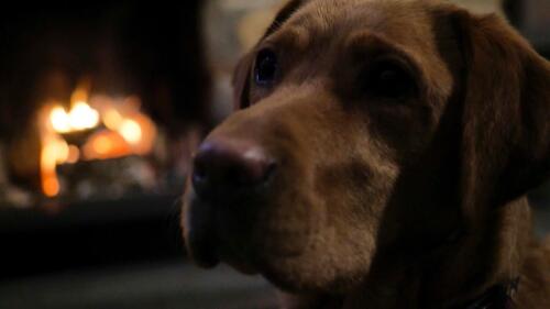 Dog in front of the fire