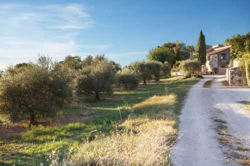 Le chemin, bordé d'oliviers, qui mène au Domaine Les Petites Vaines