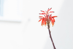 Detalhes