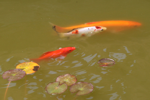 Fish in the Water Garden's Pond (shared area)