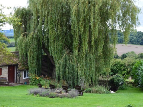 willow tree shading the duck pond