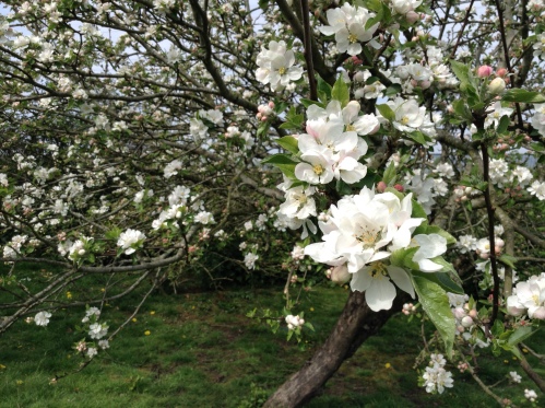 Apple blossom on the farm