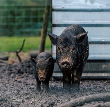 Book onto our animal tours