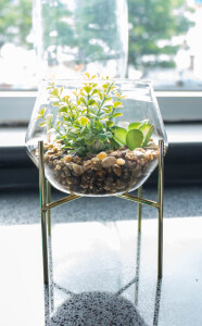Plant