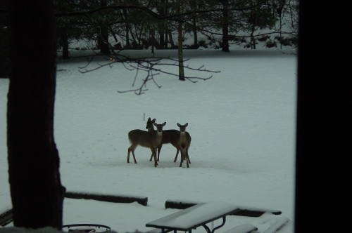 Deer just outside the cabin