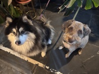 Friends of the pub
