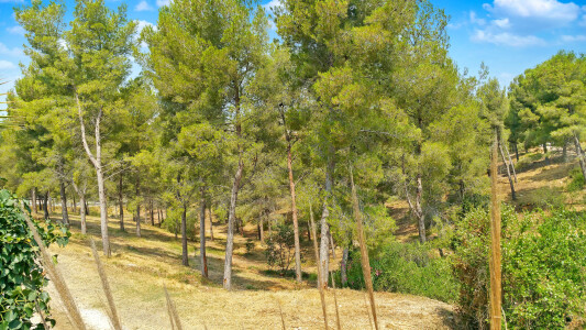 La Pinède attenante à la propriété