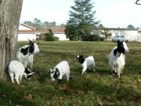 Nos petites chèvres