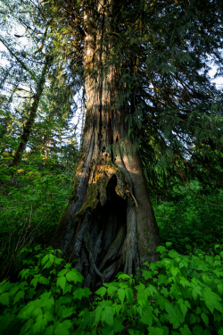 Property grounds: Cedar tree