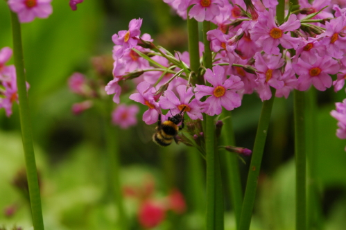 Candelabra Primula