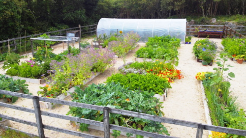 Our Vegetable and Flower Garden