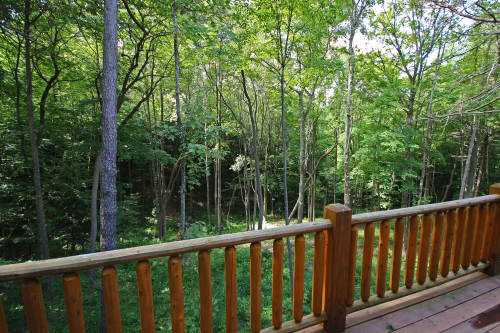 Back Woods, from Rear Deck