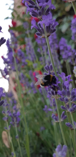 Gîte rural La Rénée'Sens - Wibrin 