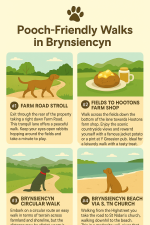 Dog walks around Brynsiencyn