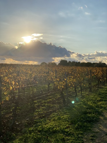 le vignoble de St Martin