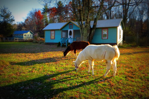 Our llamas browsing the lawn at the Wintergreen Cottage.