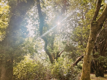 Actividades y Experiencias - Donard Park - Sunrise through the trees - five minutes from the apartment