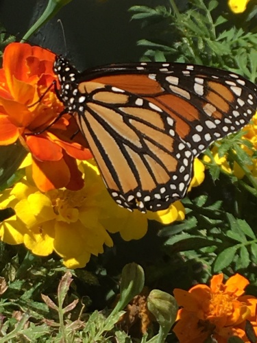 Monarch of the Gardens
