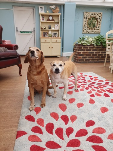 We are a dog / pet friendly home. Say hello to George and Charlie upon your arrival.
