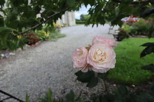 Roses in the Garden