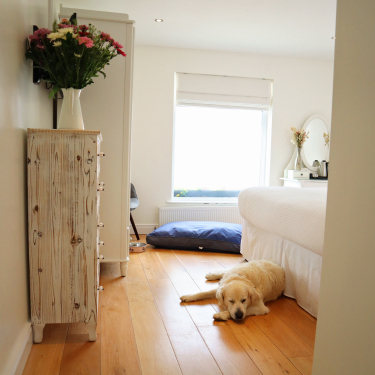 Dog friendly room