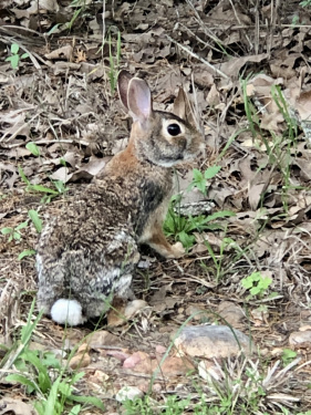 Take a stroll through the property and you're likely to see wild rabbits!