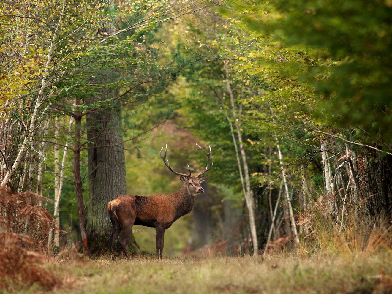 La plus grande forêt de France: la forêt domaniale d'Orléans