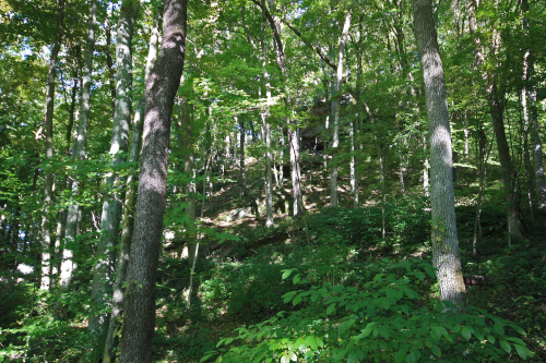 View of Wooded Hillside