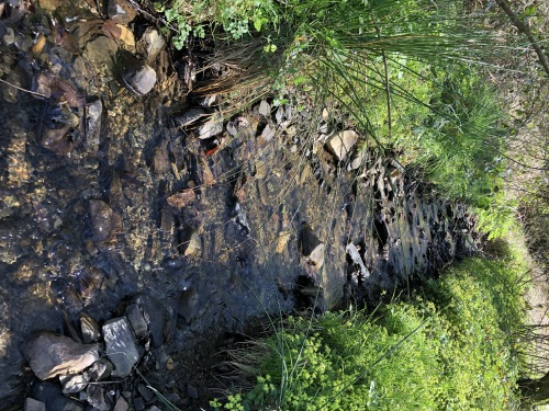 Stream across the estate