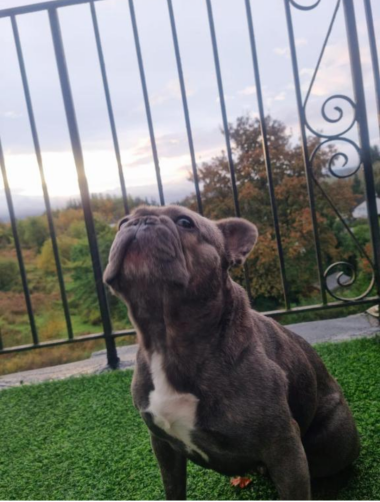 Pet Friendly, balcony view