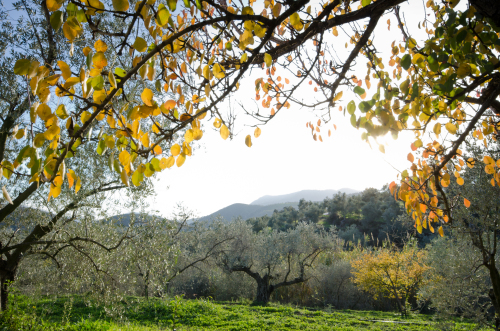 Autumn view of Armonia Alpujarra