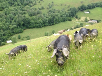 Cochons de la ferme de Vie d'Estive