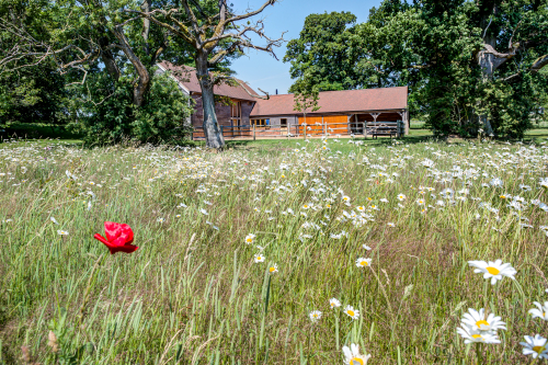 View across wildflower meadow