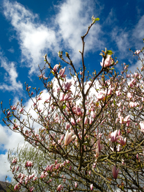 Garden magnolia