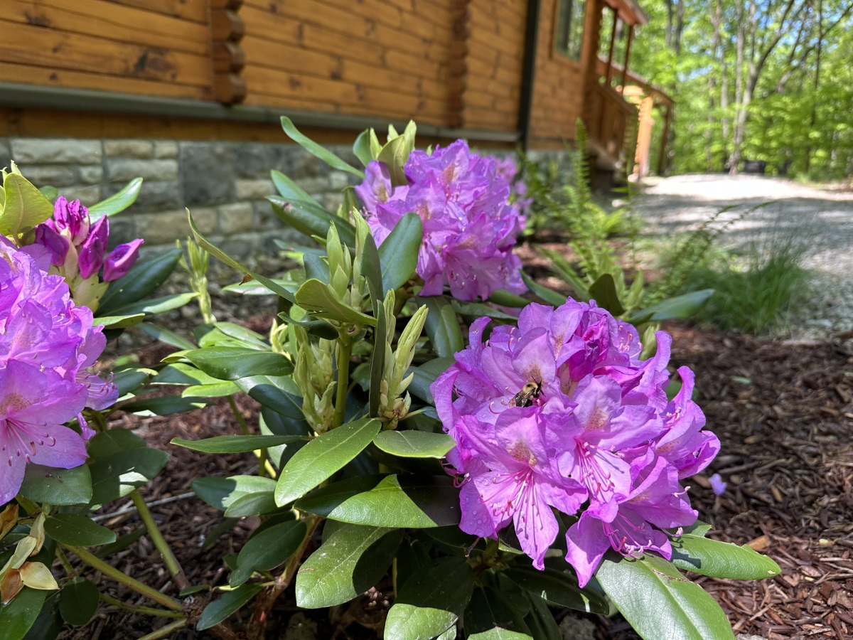 Aspen Ridge Cabin Rentals Beechtree Burrow by Aspen Ridge